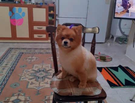 Pomerian Spurs dişi