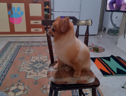 Pomerian Spurs dişi