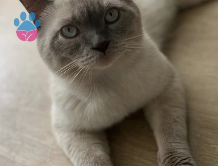 Blue point british erkek