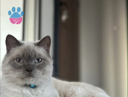 Blue point british erkek