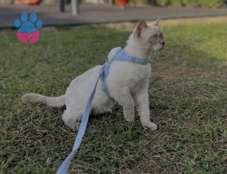 Blue point british erkek