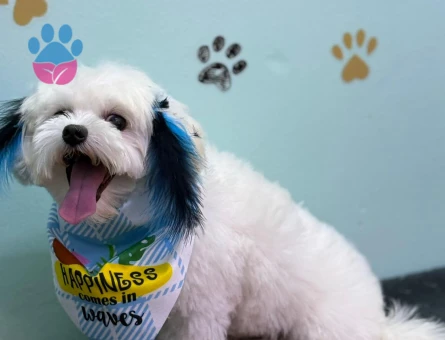 Maltese Terirer 2 kg 2 yaşında erkek