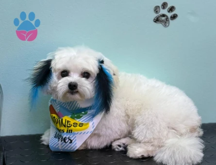 Maltese Terirer 2 kg 2 yaşında erkek