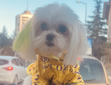 Maltese Terrier 1 Yaşında Eş Arıyor - 118974388