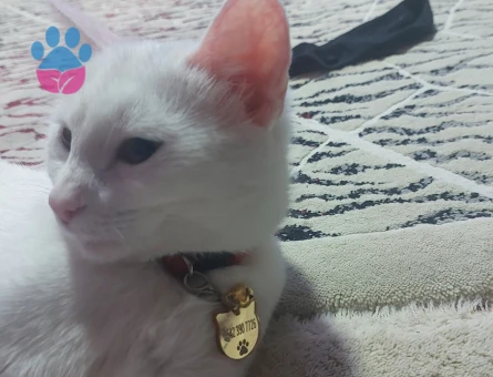 Ankara Kedisi Dişi Kızgınlıkta