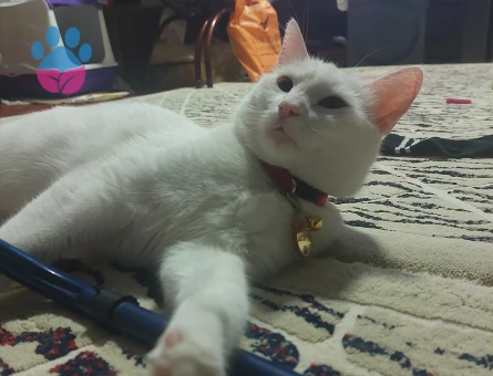 Ankara Kedisi Dişi Kızgınlıkta