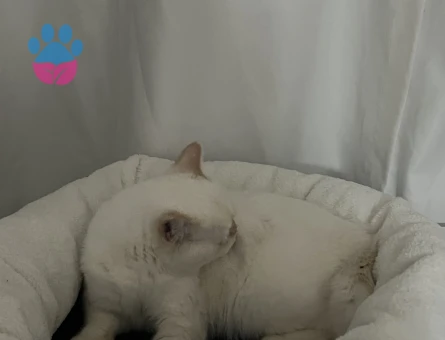 Scottish Straight Kedime Eş Arıyorum 10 Aylık