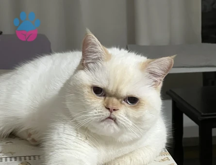 Scottish Straight Kedime Eş Arıyorum 10 Aylık