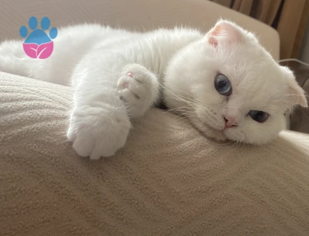 Scottish Fold Yakışıklı Oğluma Eş Arıyorum