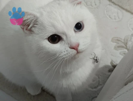 British Shorthair Sütlaç'a Eş Arıyor