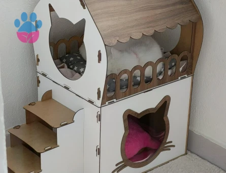 British Shorthair Sütlaç'a Eş Arıyor