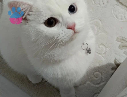 British Shorthair Sütlaç'a Eş Arıyor