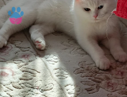 British Shorthair Sütlaç'a Eş Arıyor