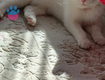 British Shorthair Sütlaç'a Eş Arıyor