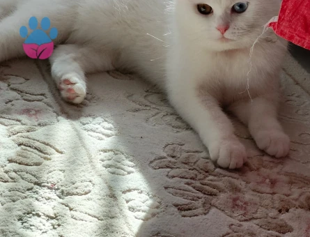 British Shorthair Sütlaç'a Eş Arıyor