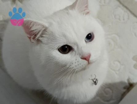 British Shorthair Sütlaç'a Eş Arıyor