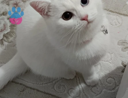 British Shorthair Sütlaç'a Eş Arıyor