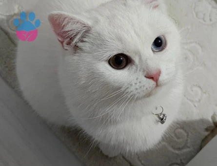 British Shorthair Sütlaç'a Eş Arıyor