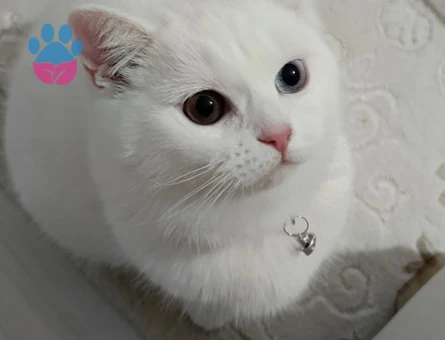 British Shorthair Sütlaç'a Eş Arıyor