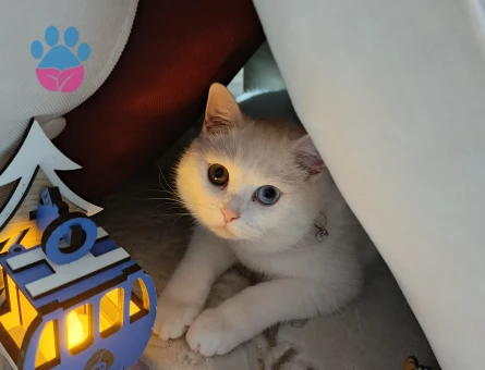 British Shorthair Sütlaç'a Eş Arıyor