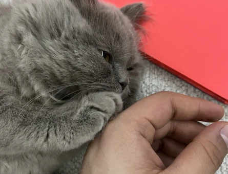 British Shorthair Kedimiz için Eş arıyoruz - 118974396
