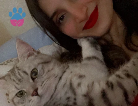 British Shorthair Kızıma eş arıyorum