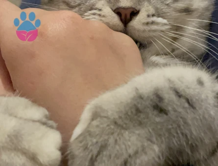 British Shorthair Kızıma eş arıyorum