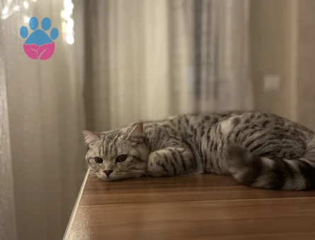 British Shorthair Kızıma eş arıyorum