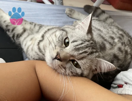 British Shorthair Kızıma eş arıyorum