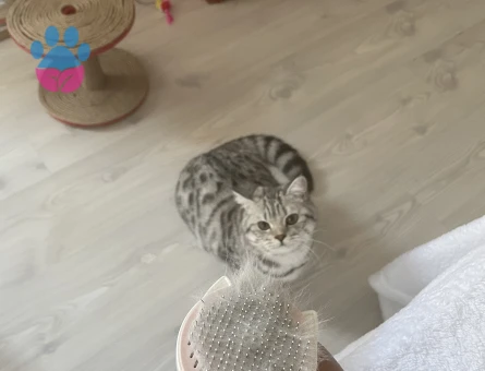 British Shorthair Kızıma eş arıyorum