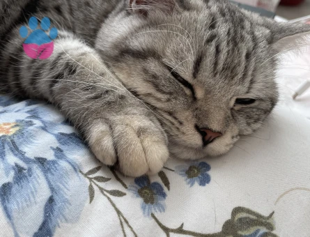 British Shorthair Kızıma eş arıyorum