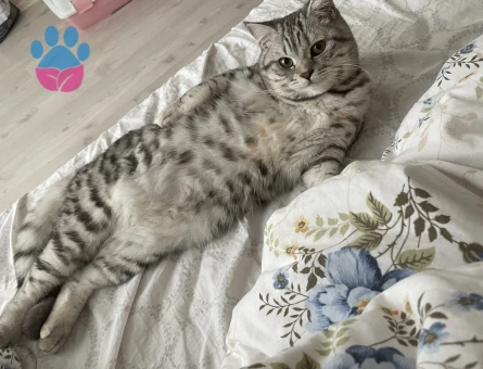 British Shorthair Kızıma eş arıyorum