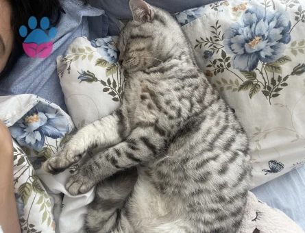 British Shorthair Kızıma eş arıyorum