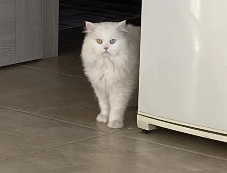 Chincilla Kedimi çiftleştirmek istiyorum - 118974400