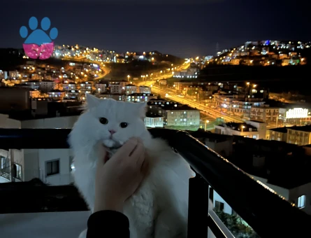 Chincilla Kedimi çiftleştirmek istiyorum