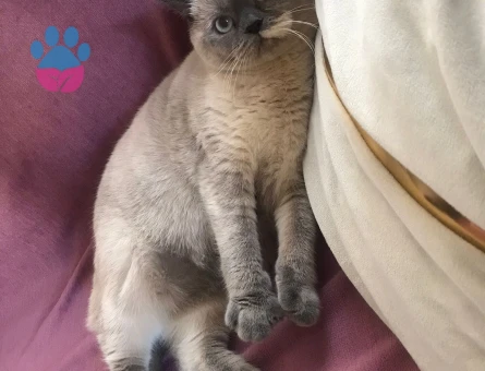 British Shorthair Dişi Kedime Eş Arıyorum