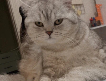 British Longhair Erkek Yavrularıma Prenses Arıyorum - 118974403