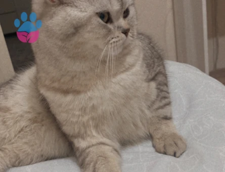 British Longhair Erkek Yavrularıma Prenses Arıyorum