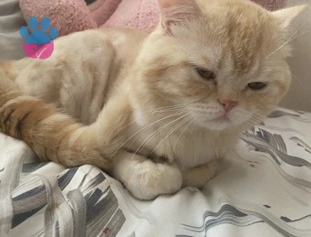 British Longhair Erkek Yavrularıma Prenses Arıyorum