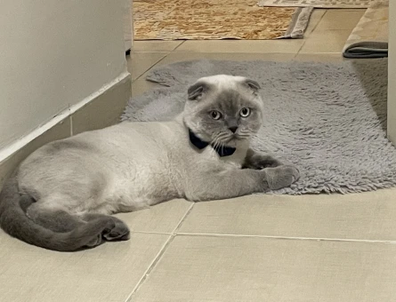 Scottish Fold 11 Aylık Eş Arıyor - 118974405
