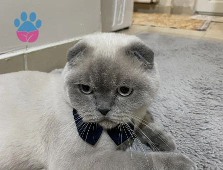 Scottish Fold 11 Aylık Eş Arıyor