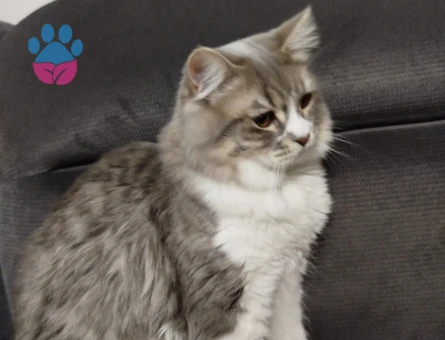 Tekir 11 Aylık Kedime Eş Arıyorum