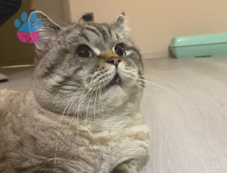 British Shorthair Dük'ümüze Düşes arıyoruz.