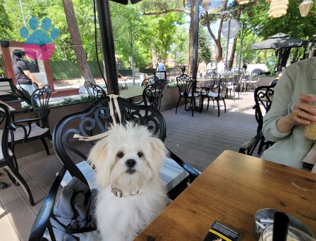 Asil oğluma eş arıyorum