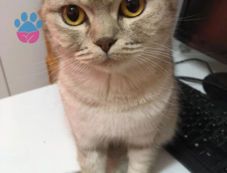 Lia kızıma eş arıyoruz