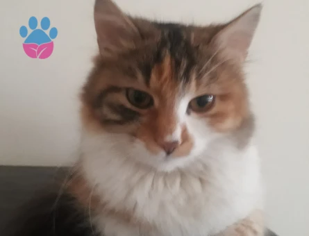 Norveç Orman Kedisi Kızgınlıkta