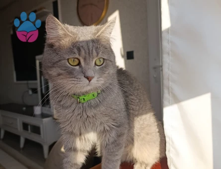 British Shorthair 1,5 Yaşında Eş arıyorum