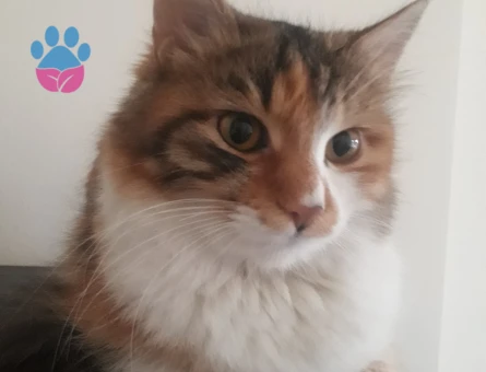 Norveç Orman Kedisi Kızgınlıkta