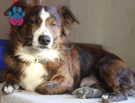 RUS FİNOSU KAMİL'E EŞ ARIYORUZ