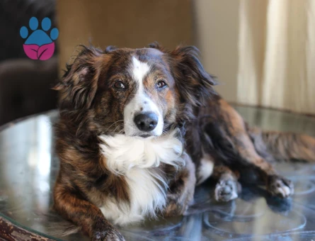 RUS FİNOSU KAMİL'E EŞ ARIYORUZ